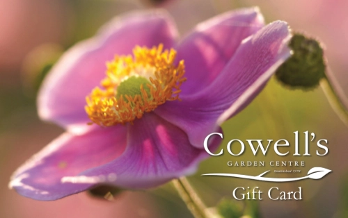 Cowell's Digital Gift Card - Anemone - image 1