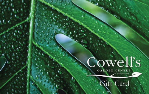 Cowell's Digital Gift Card - Monstera - image 1