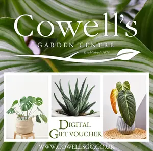 Cowell's e-Gift Voucher - Houseplant Design