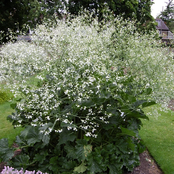 Crambe cordifolia - image 1