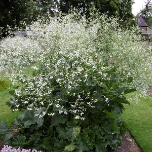 Crambe cordifolia - image 1