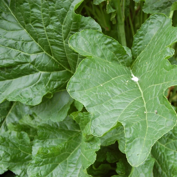 Crambe cordifolia - image 2