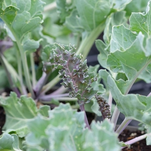 Crambe maritima - image 1