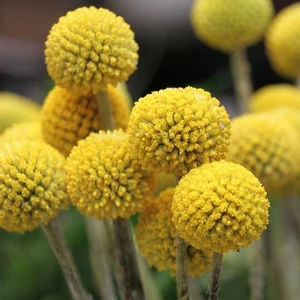 Craspedia globosa 'Golf Beauty' - image 1