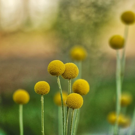 Craspedia globosa 'Golf Beauty' - image 2