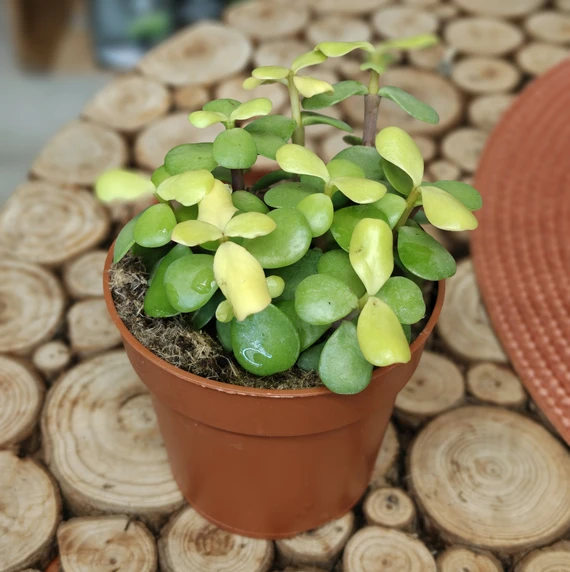 Crassula 'Afra Lemon'