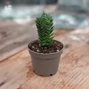 Crassula 'Buddha's Temple' 6cm - image 1