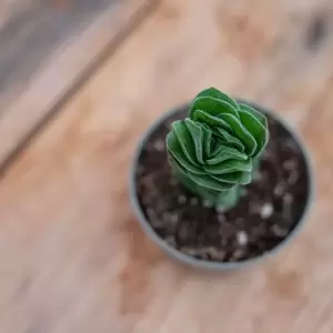 Crassula 'Buddha's Temple' 6cm - image 2
