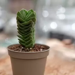 Crassula 'Buddha's Temple' 6cm - image 3