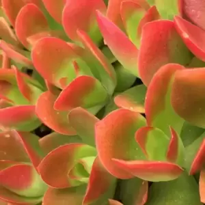Crassula capitella 'Campfire' 8.5cm