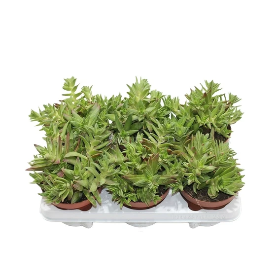 Crassula capitella