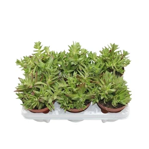 Crassula capitella