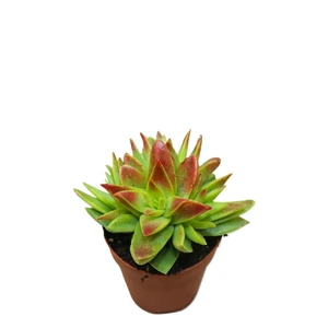 Crassula capitella