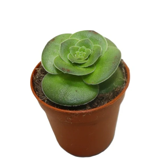 Crassula capitella turrita