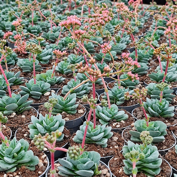 Crassula cornuta