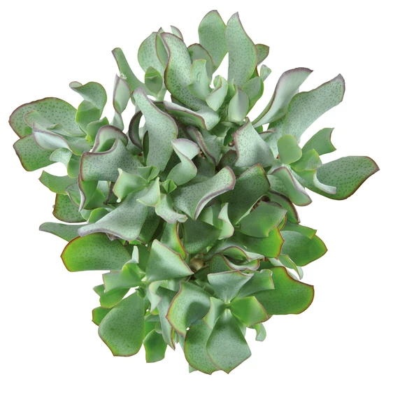 Crassula arborescens 'Curly' - image 1