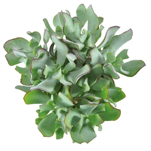 Crassula arborescens 'Curly' - image 1