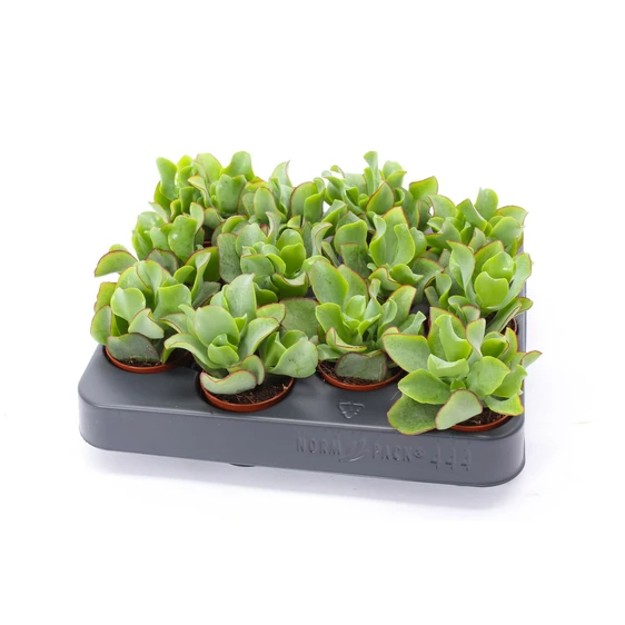 Crassula arborescens 'Curly' - image 2