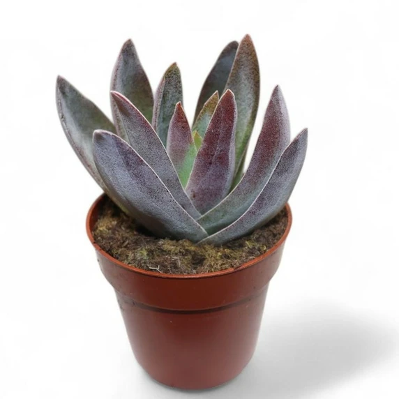 Crassula 'Garnet Lotus' 8cm