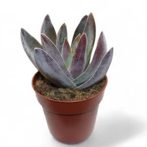 Crassula 'Garnet Lotus' 8cm