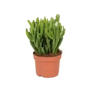 Crassula ovata 'Hobbit' 10.5cm - image 1