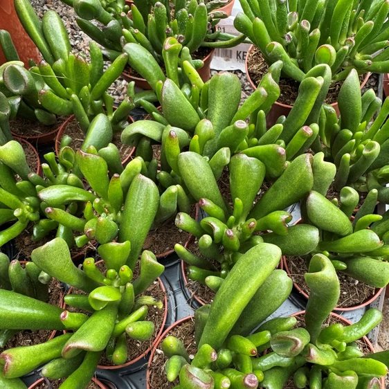 Crassula ovata 'Horn Tree' - image 1