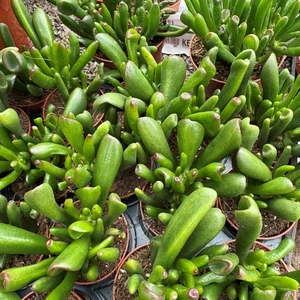 Crassula ovata 'Horn Tree' - image 1
