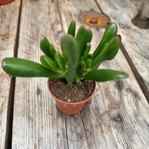 Crassula ovata 'Horn Tree' - image 2