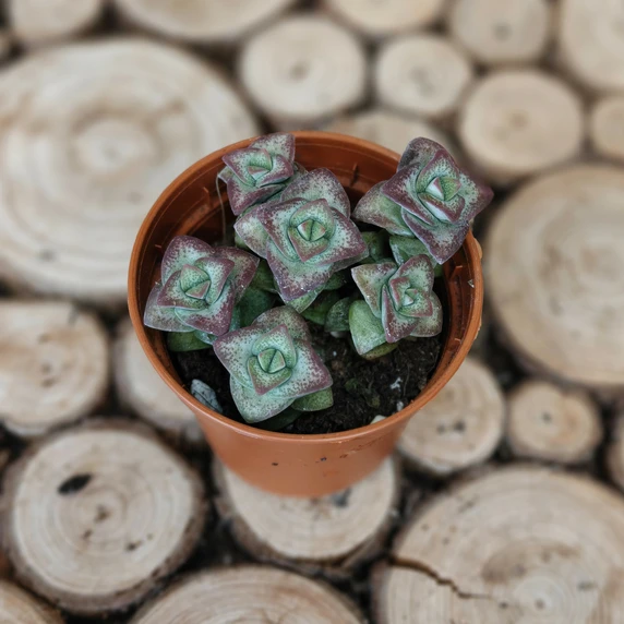 Crassula perforata 'Hoshiotome Rubra'