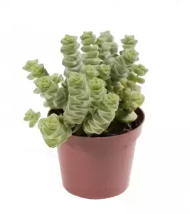 Crassula marnieriana 'Hottentot' 6cm - image 1