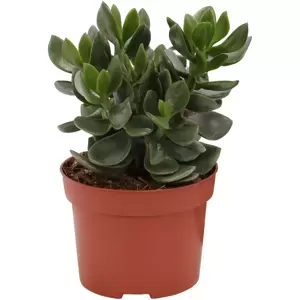 Crassula ovata 'Hulk' 12cm - image 1