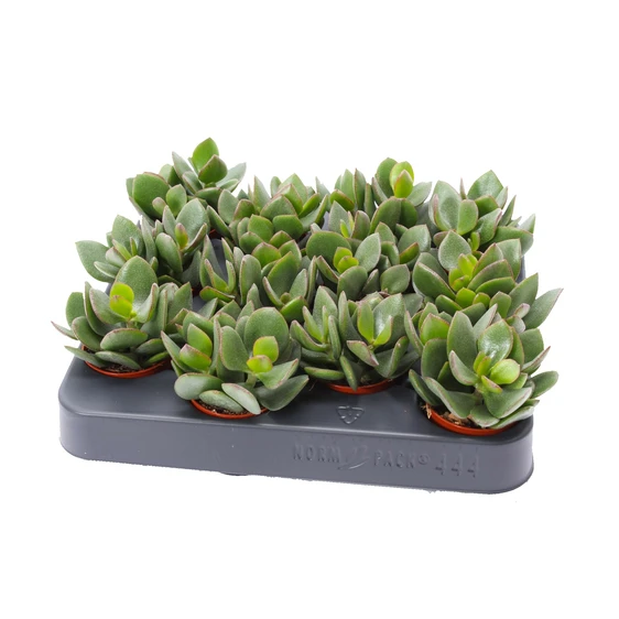 Crassula ovata 'Hulk' 5.5cm - image 2