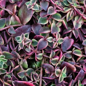 Crassula marginalis 12cm - image 1