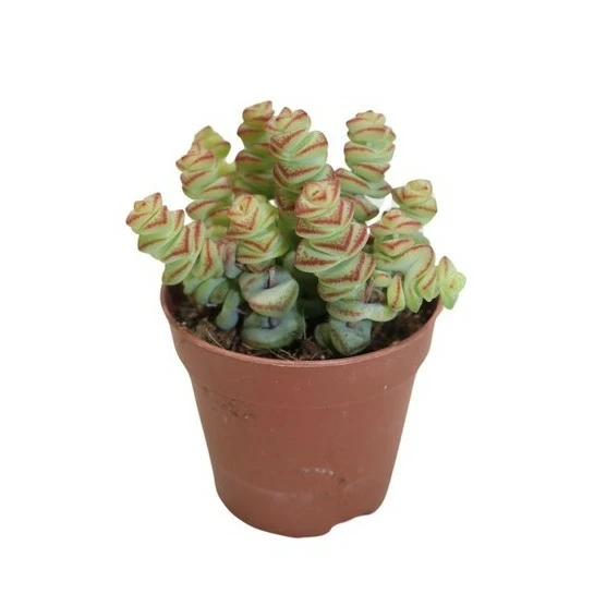 Crassula marnieriana variegata 8.5cm
