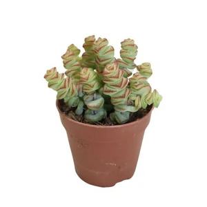 Crassula marnieriana variegata 8.5cm