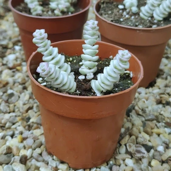 Crassula marnieriana variegata 8.5cm - image 2