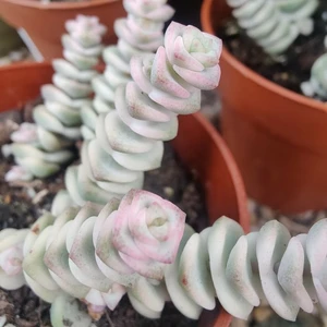 Crassula marnieriana variegata 8.5cm - image 1