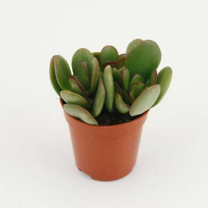 Crassula ovata 'Minor'