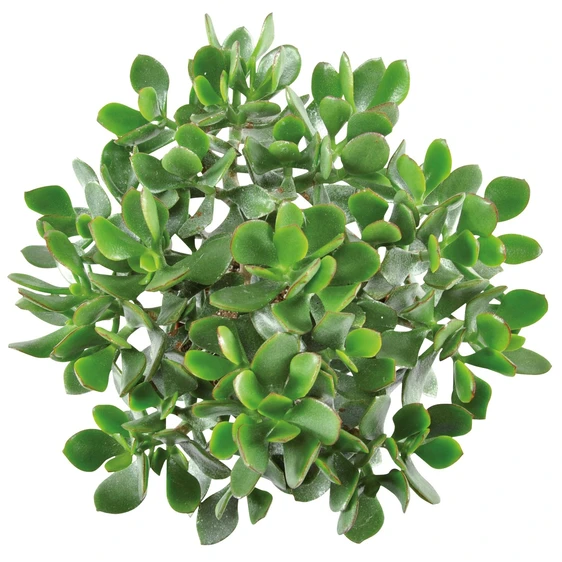 Crassula 'Minova Magic' - image 1