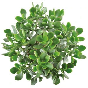 Crassula 'Minova Magic' - image 1