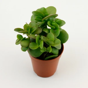 Crassula 'Money Maker' 6cm