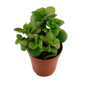 Crassula 'Money Maker'