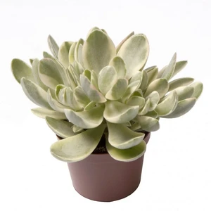 Crassula 'Money Maker Jade Magic'