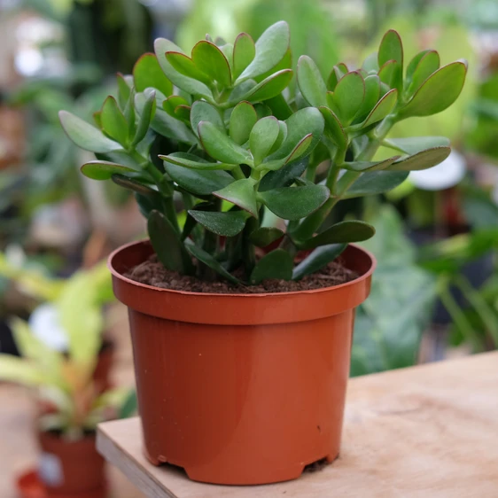 Crassula ovata 17cm - image 1