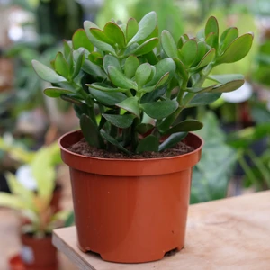 Crassula ovata 17cm - image 1