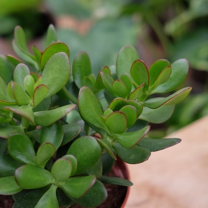 Crassula ovata 17cm - image 2