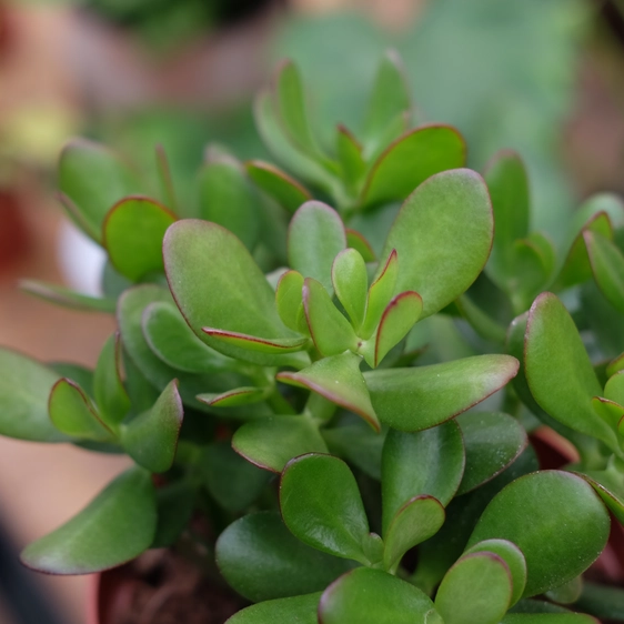 Crassula ovata 17cm - image 3