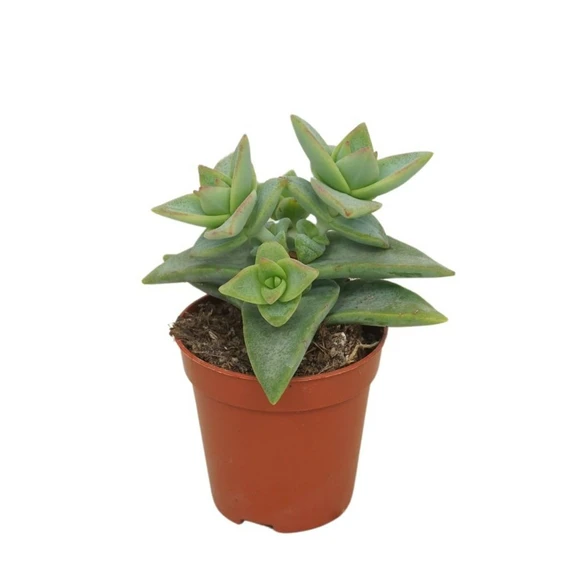 Crassula perforata 'Pagoda'