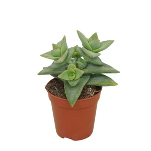 Crassula perforata 'Pagoda'