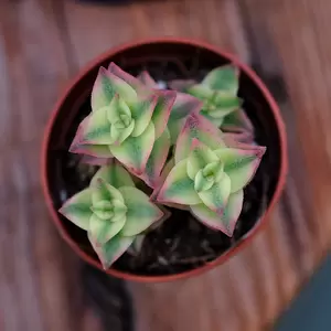 Crassula perforata 'Variegata' 6cm - image 2